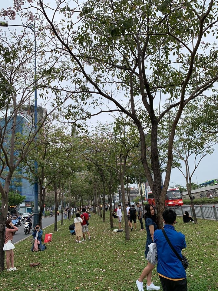 mùa hoa kèn hồng ảnh 3 mua hoa ken hong anh 3