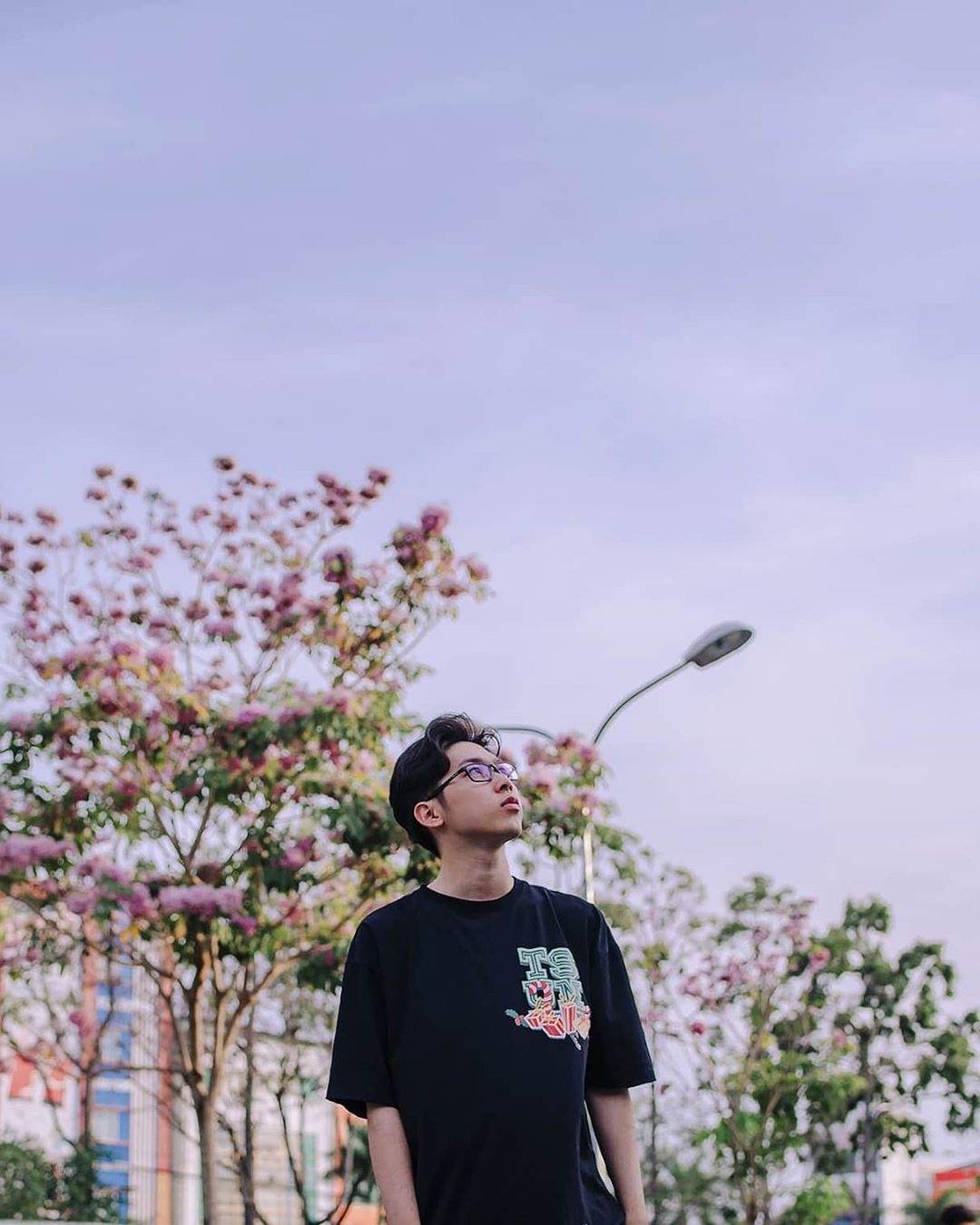 mùa hoa kèn hồng ảnh 7 mua hoa ken hong anh 7