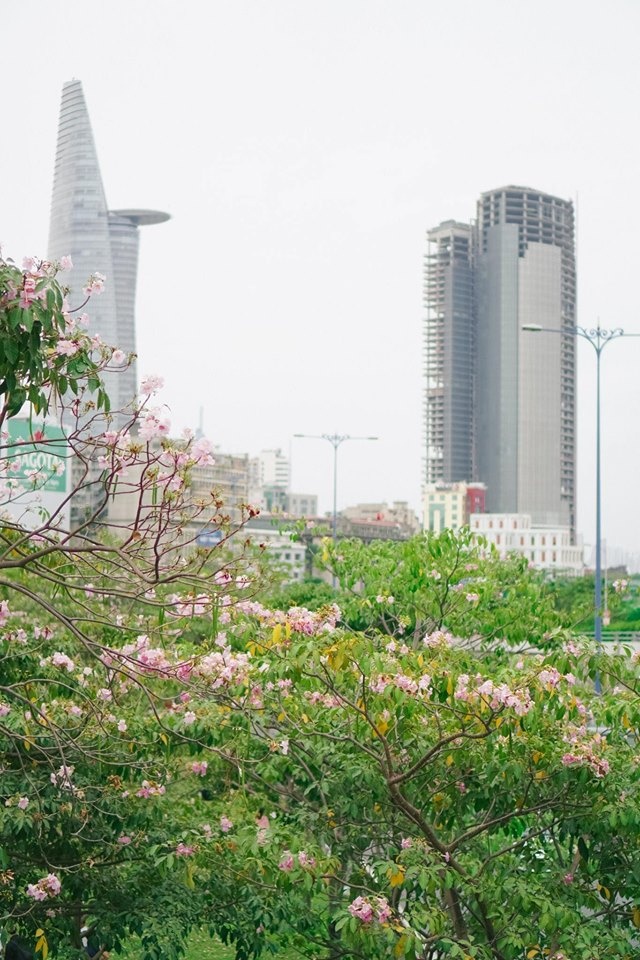 mùa hoa kèn hồng ảnh 12 mua hoa ken hong anh 12