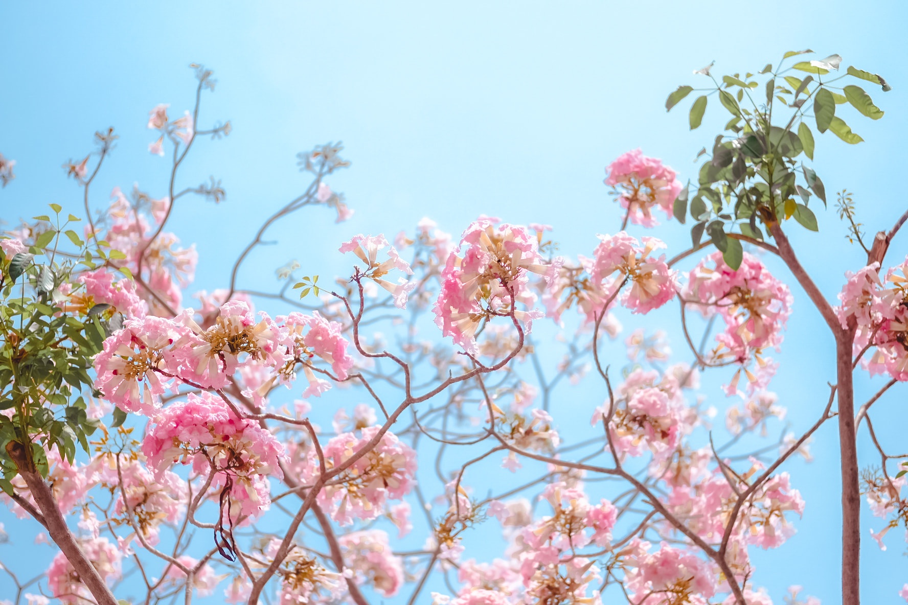 mùa hoa kèn hồng ảnh 13 mua hoa ken hong anh 13