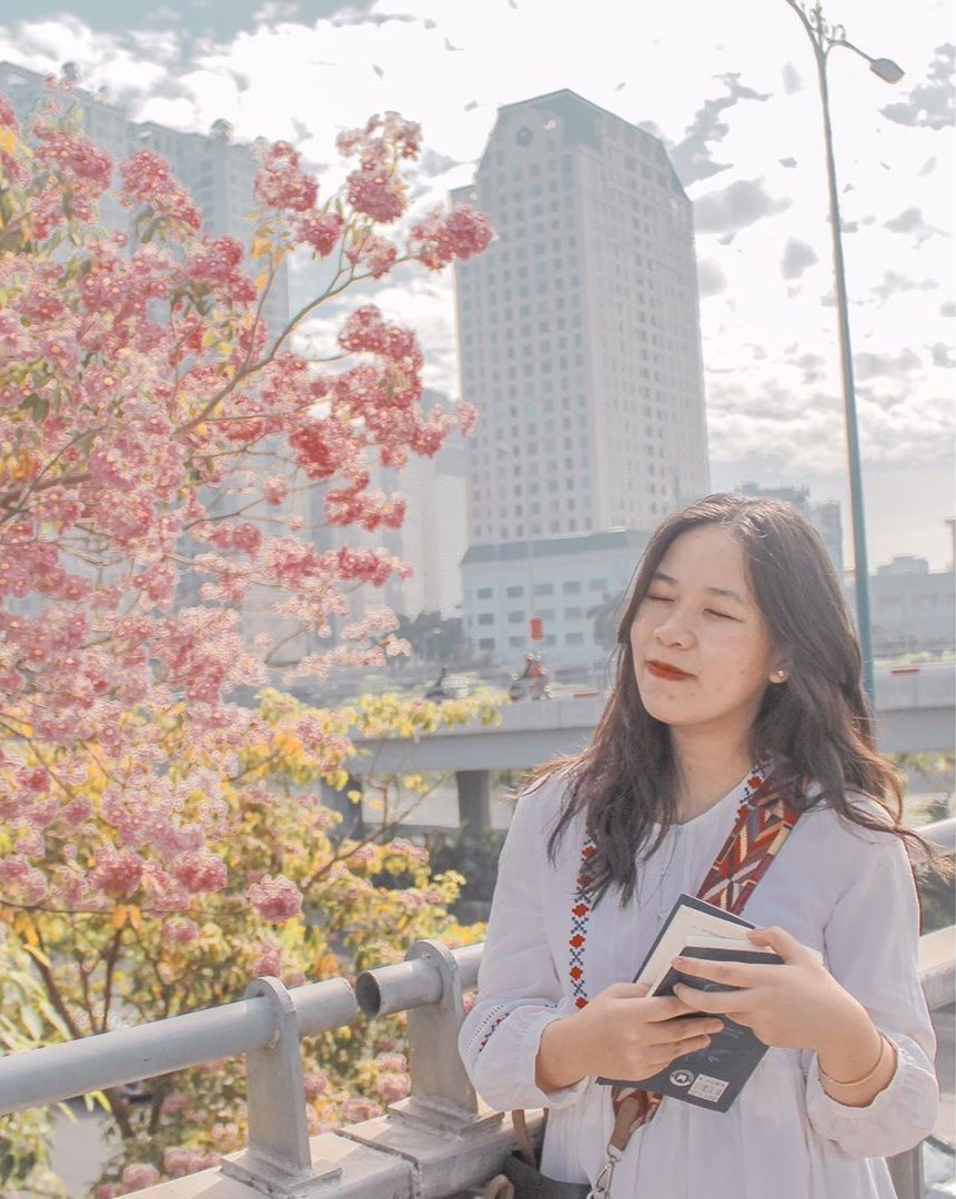 mùa hoa kèn hồng ảnh 6 mua hoa ken hong anh 6