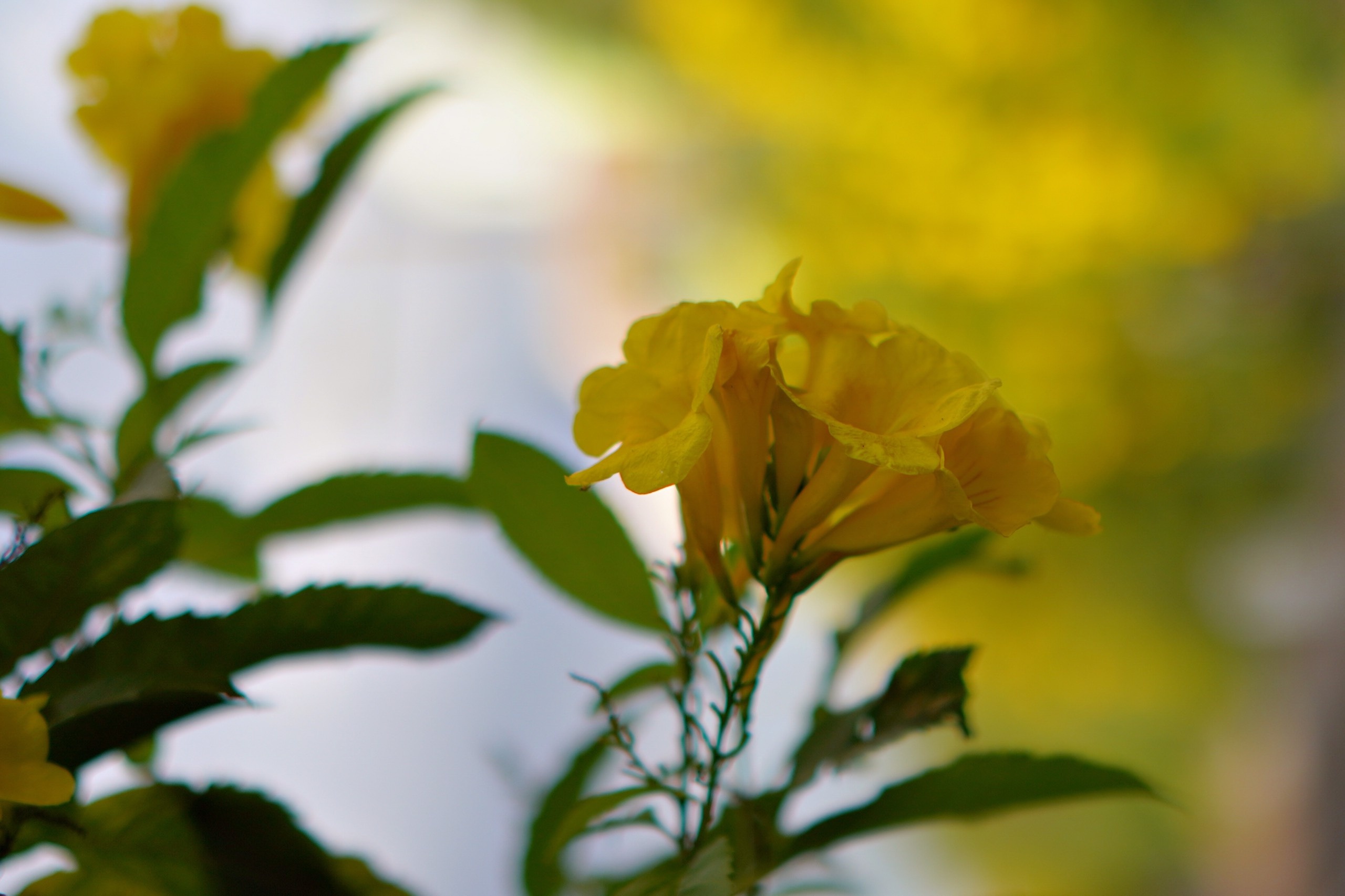 mùa hoa huỳnh liên TP.HCM ảnh 2 mua hoa huynh lien TP.HCM anh 2