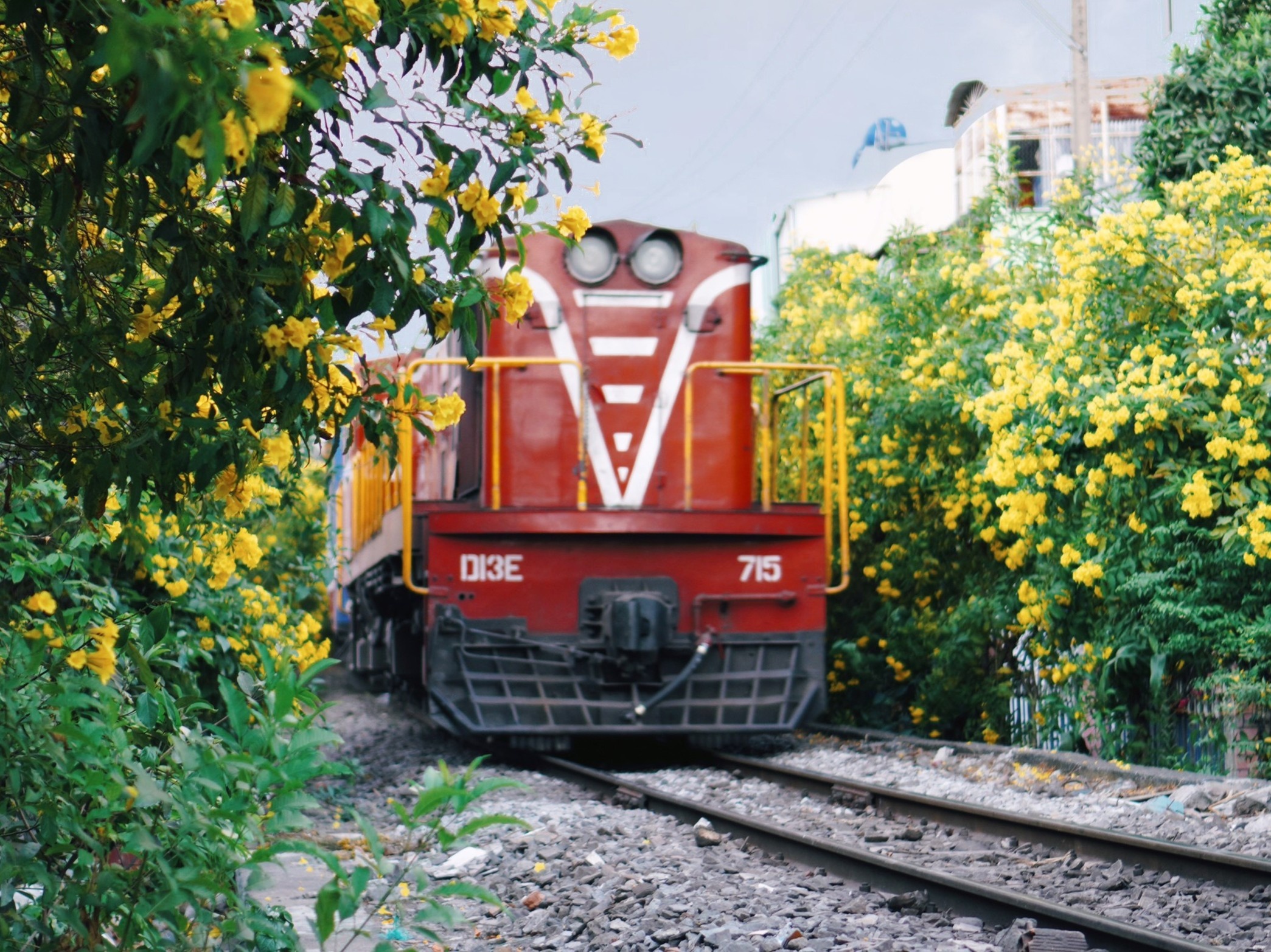 Hoa huynh lien no vang ruc con duong o TP.HCM hinh anh