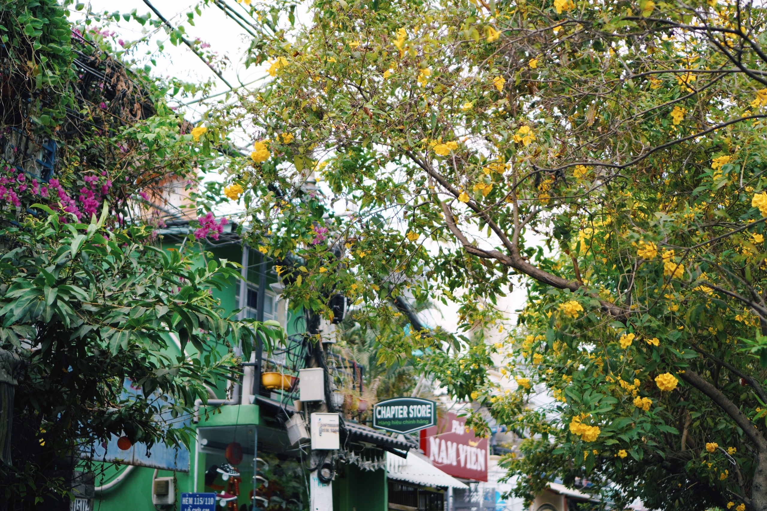 mùa hoa huỳnh liên TP.HCM ảnh 8 mua hoa huynh lien TP.HCM anh 8