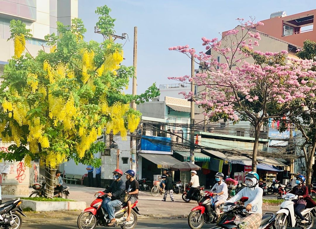 các mùa hoa ở TP.HCM ảnh 10 cac mua hoa o TP.HCM anh 10