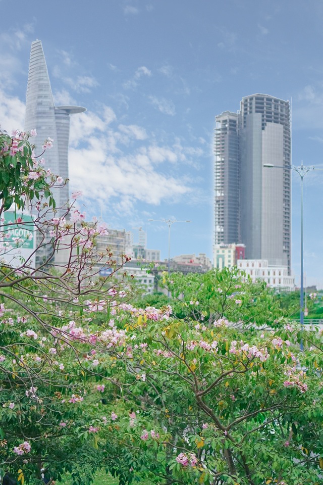 các mùa hoa ở TP.HCM ảnh 1 cac mua hoa o TP.HCM anh 1