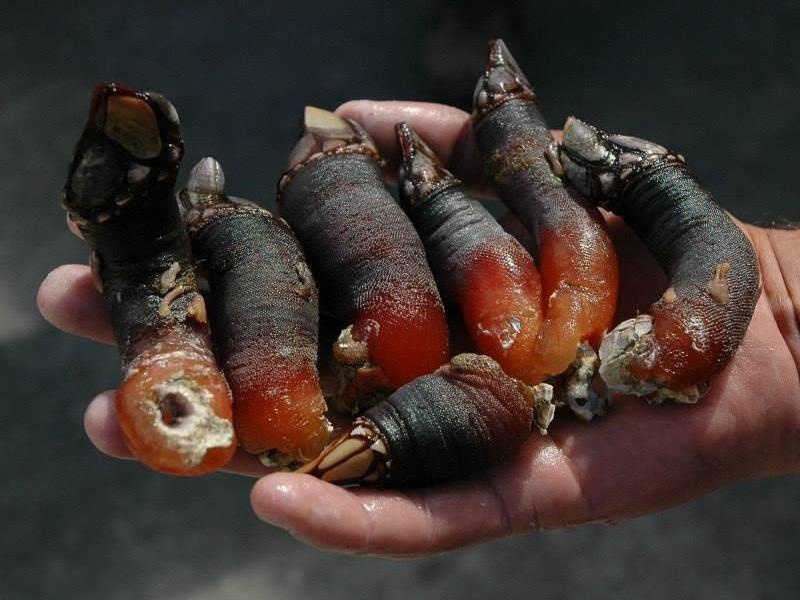 Dac san ha ngong dat do duoc khai thac the nao? hinh anh