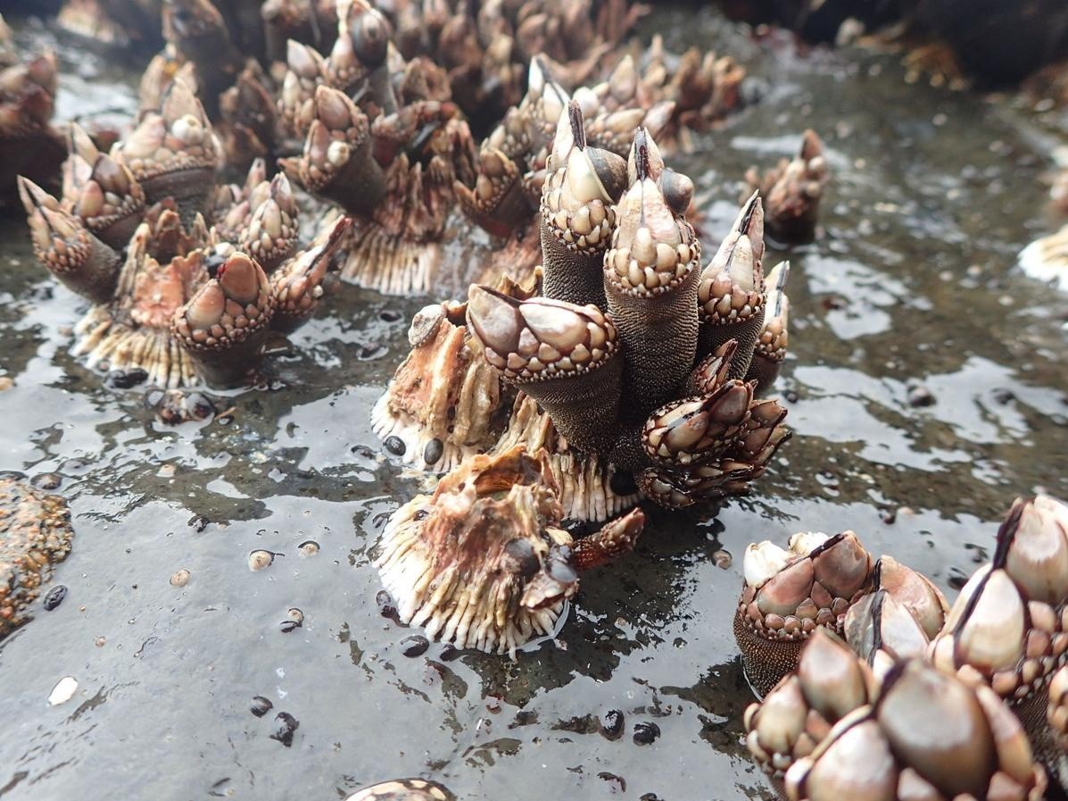 Dac san 'ngon tay quy' tren ban tiec cua gioi thuong luu hinh anh