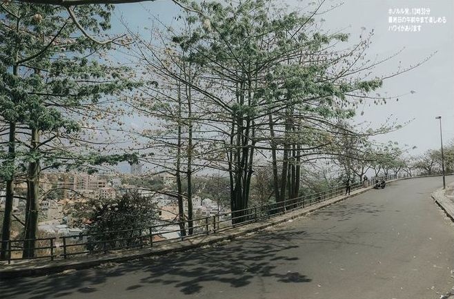 mùa hoa gòn TP. Vũng Tàu ảnh 8 mua hoa gon TP. Vung Tau anh 8