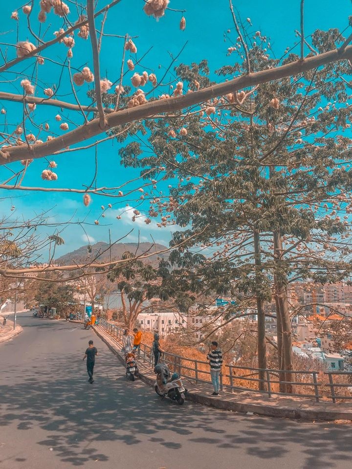 mùa hoa gòn TP. Vũng Tàu ảnh 5 mua hoa gon TP. Vung Tau anh 5