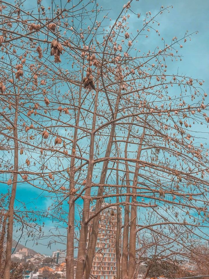 mùa hoa gòn TP. Vũng Tàu ảnh 4 mua hoa gon TP. Vung Tau anh 4