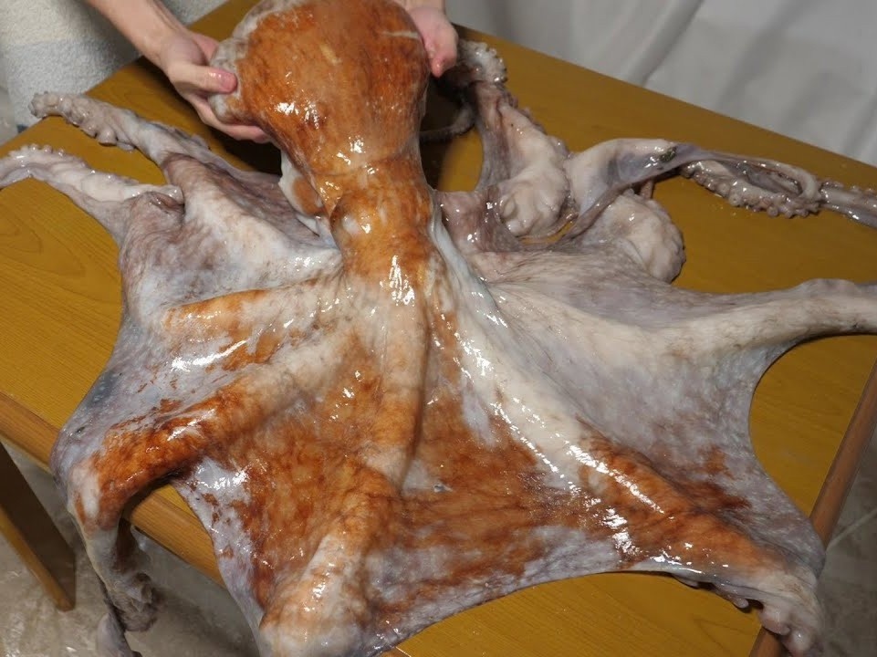 So che bach tuoc co lon gia 224 USD lam mon lau Nhat Ban hinh anh