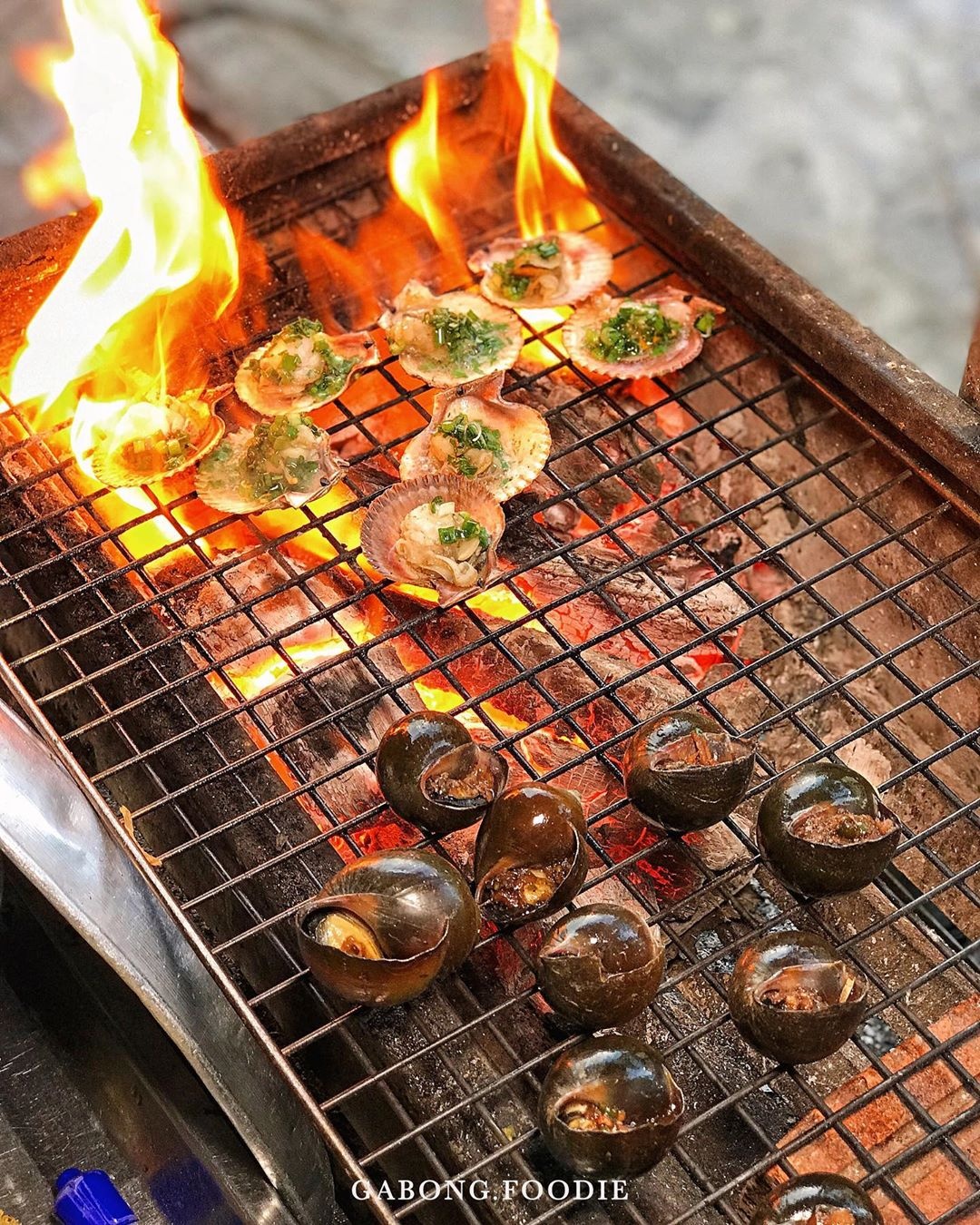 địa chỉ bán ốc quy nhơn ảnh 11 dia chi ban oc quy nhon anh 11