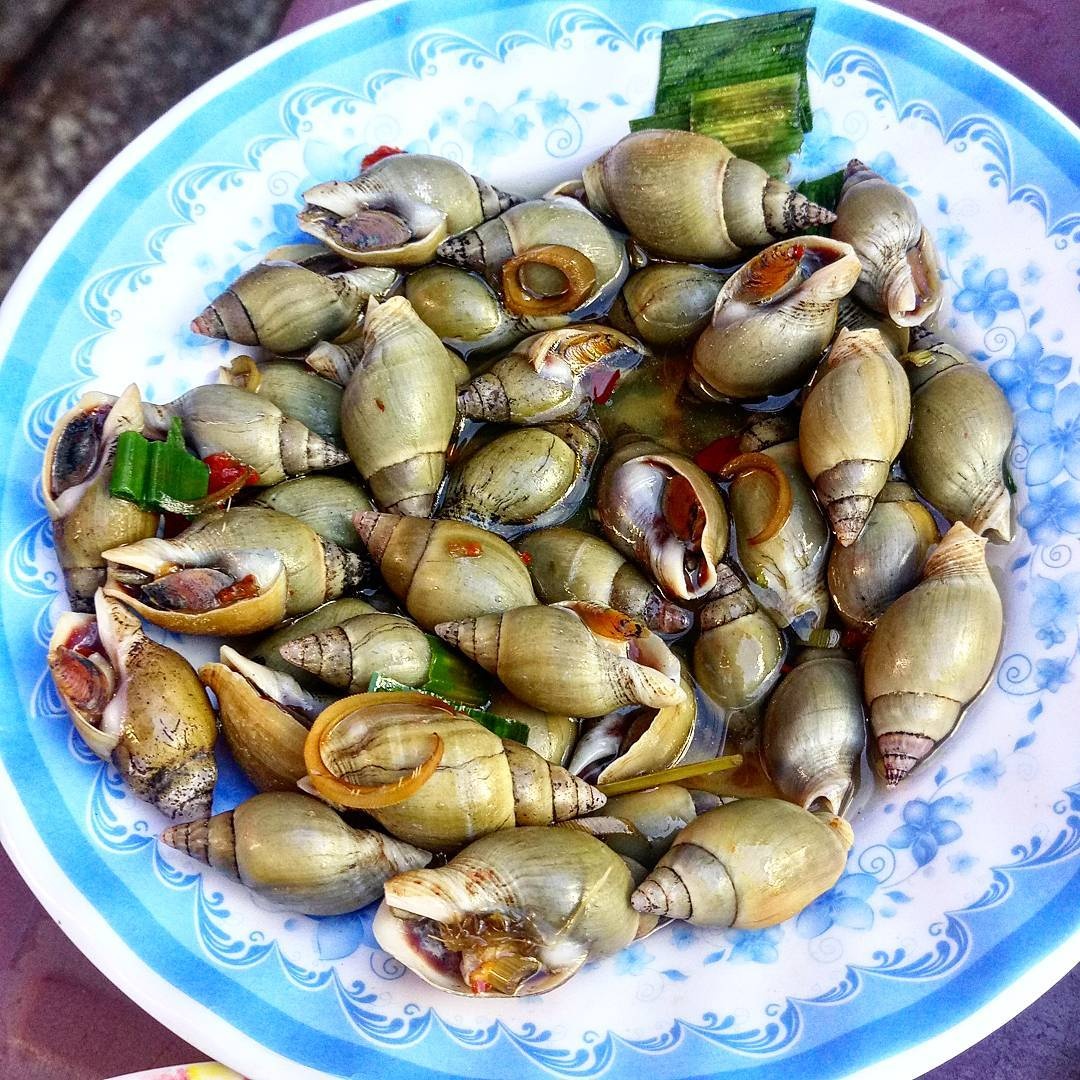 địa chỉ bán ốc quy nhơn ảnh 17 dia chi ban oc quy nhon anh 17