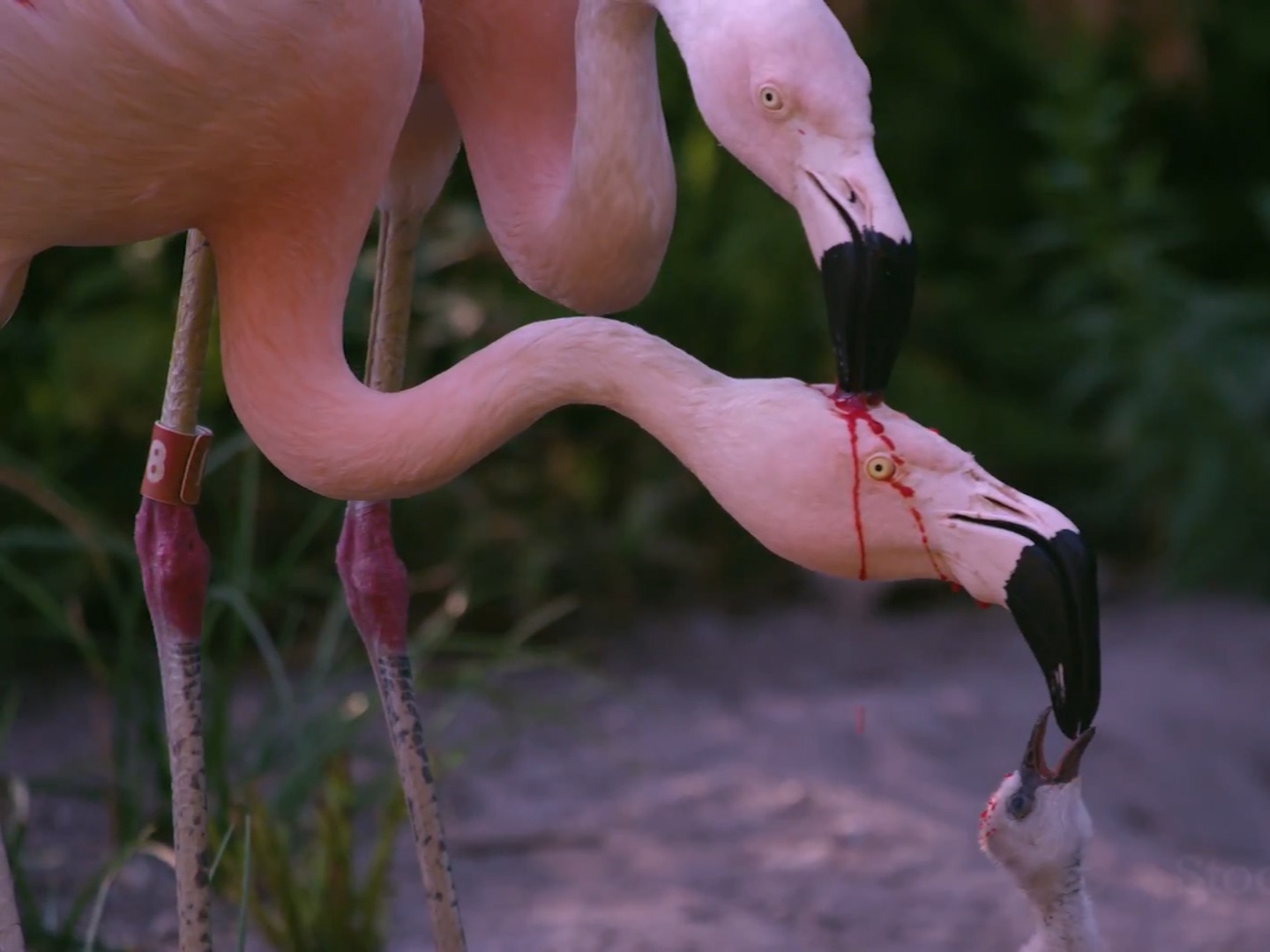 Dang sau canh tuong hong hac nuoi con bang mau hinh anh