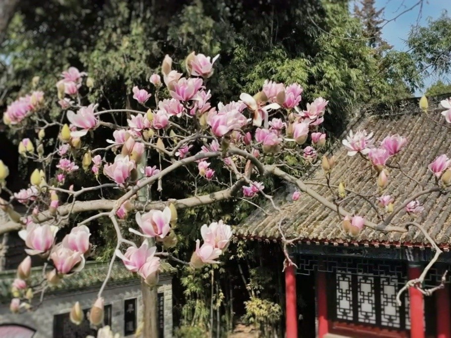 Cay moc lan lau doi nhat the gioi no ro hoa hinh anh