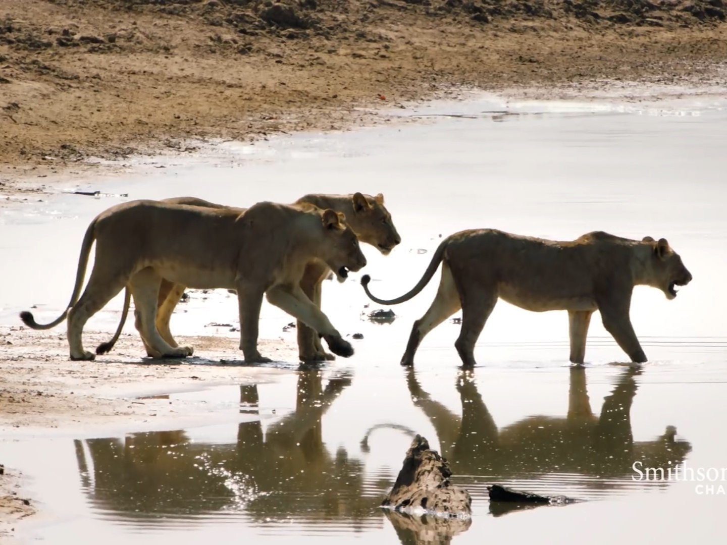 Bay su tu ngap ngung bang qua song day ca sau hinh anh