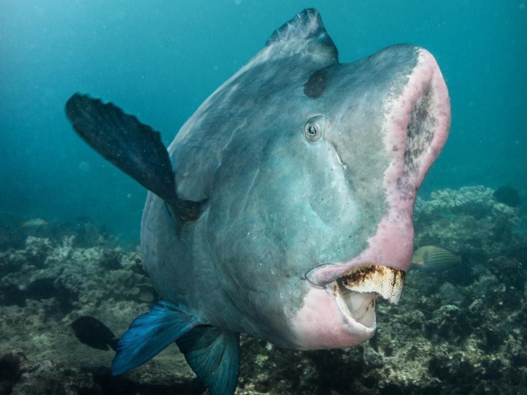 Loai ca co ham rang lon, an 5 tan san ho moi nam hinh anh