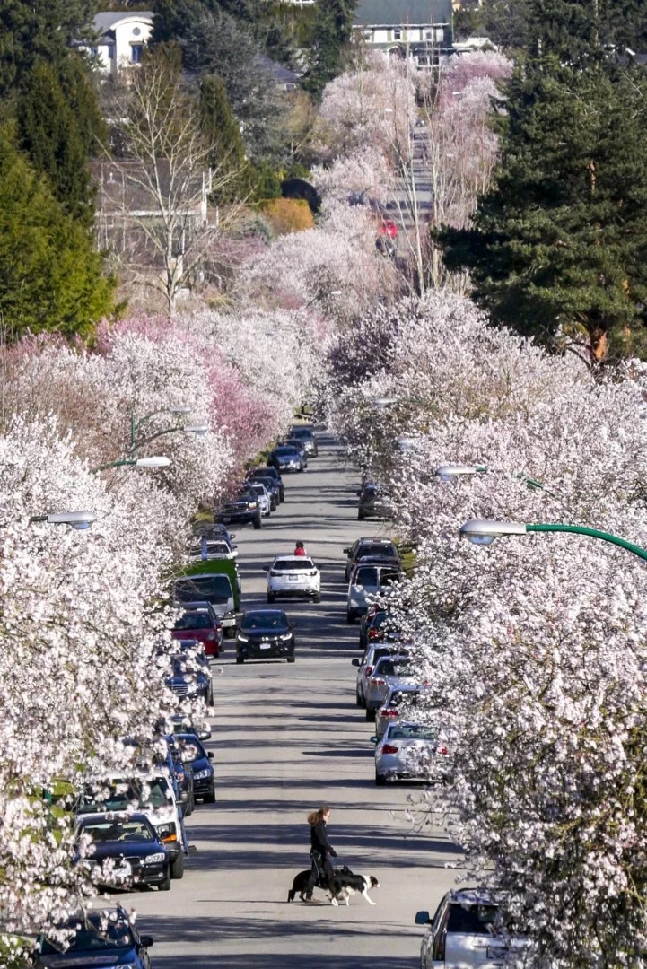 hoa đào nở rộ khắp thế giới ảnh 4 hoa dao no ro khap the gioi anh 4