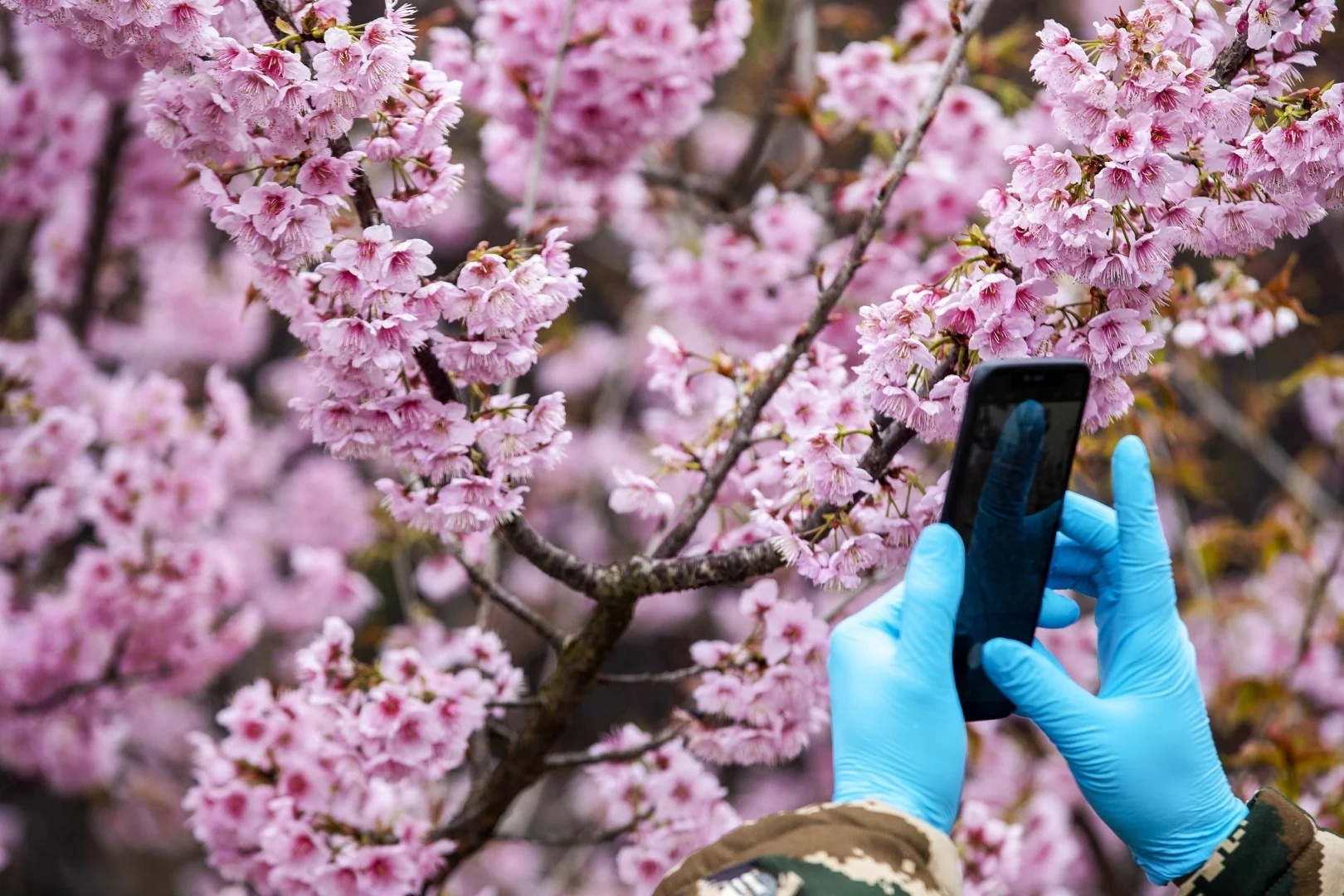 hoa dao no ro khap the gioi anh 2