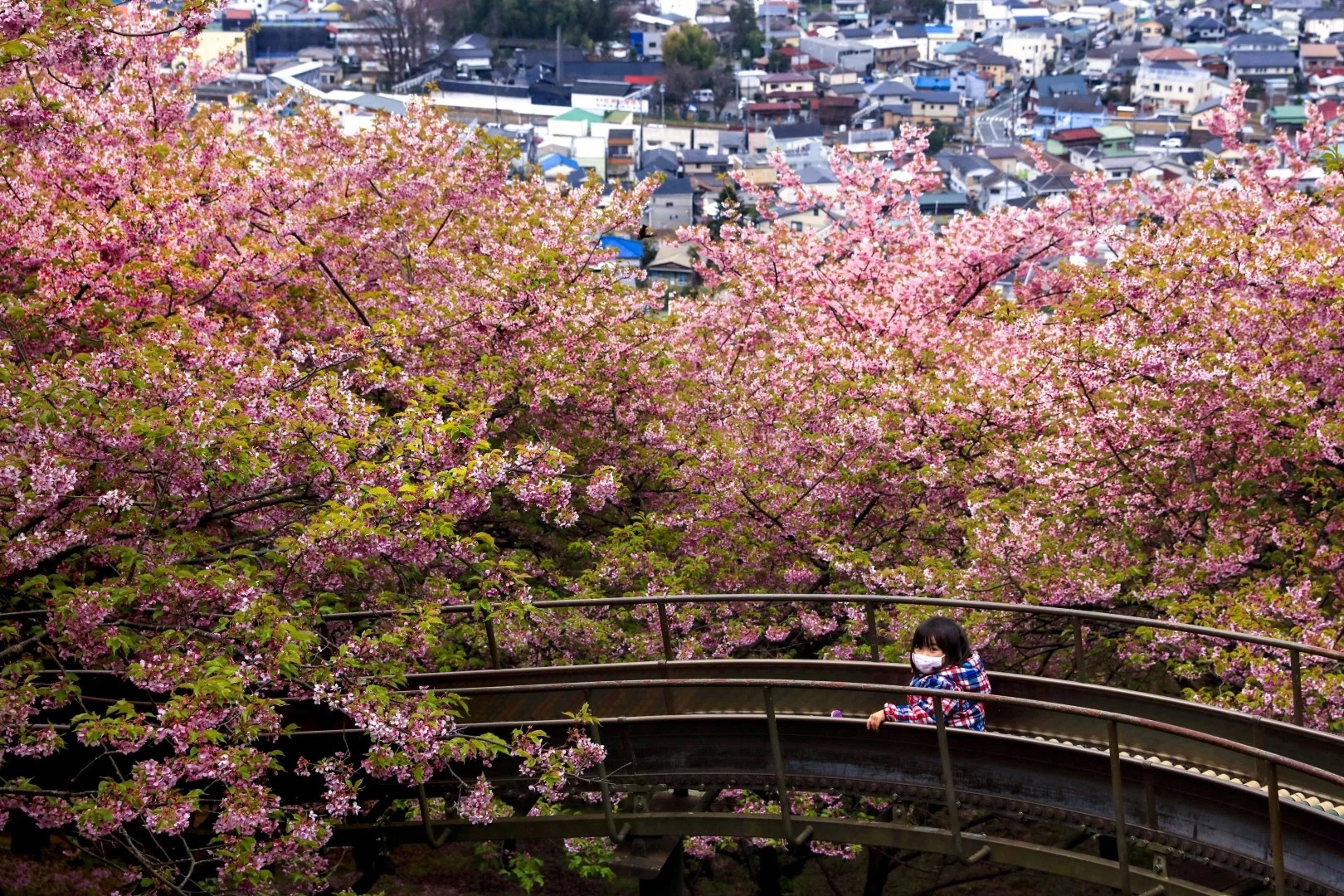 hoa dao no ro khap the gioi anh 3