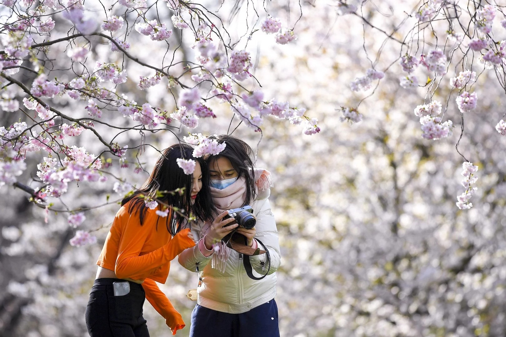 hoa đào nở rộ khắp thế giới ảnh 5 hoa dao no ro khap the gioi anh 5