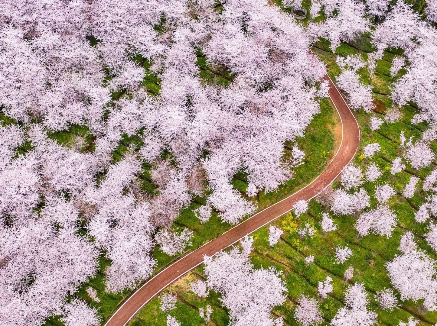 Hoa anh dao bung no khap noi tren the gioi hinh anh