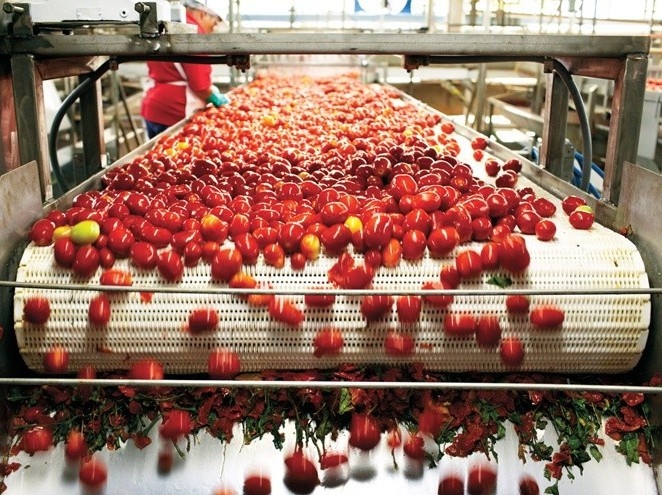 San xuat ca chua dong hop trong day chuyen tu dong hinh anh