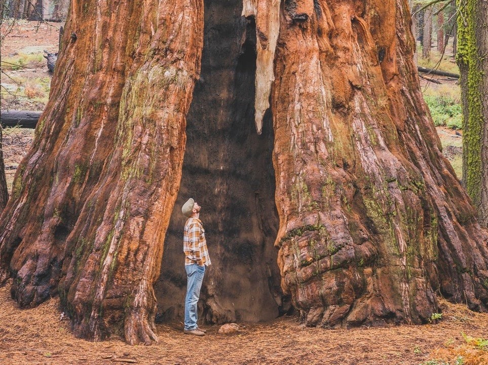 Rung cay go do co xua cao nhat the gioi o My hinh anh