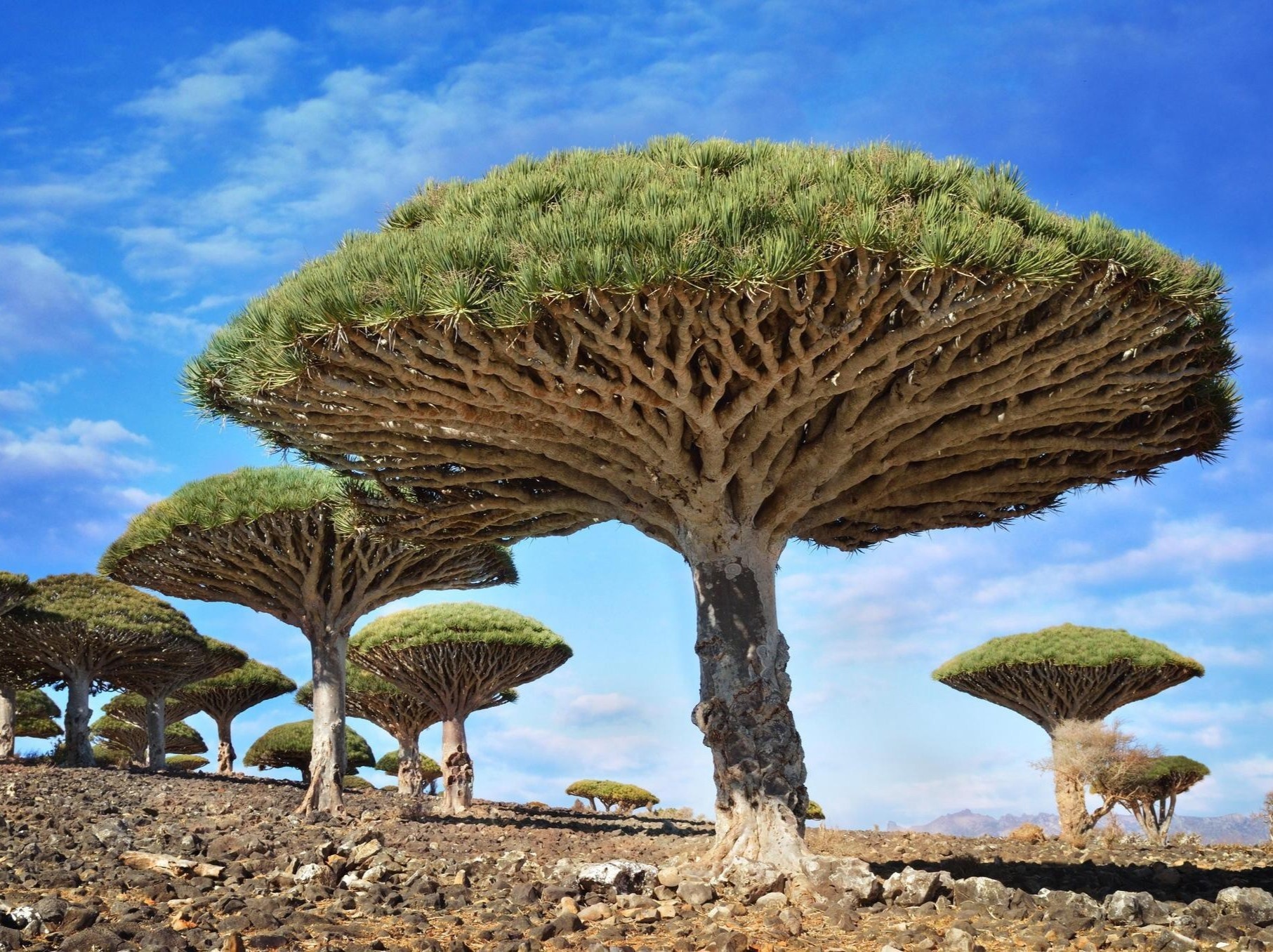 Loai cay mau rong co hinh dang ky di bac nhat hanh tinh hinh anh