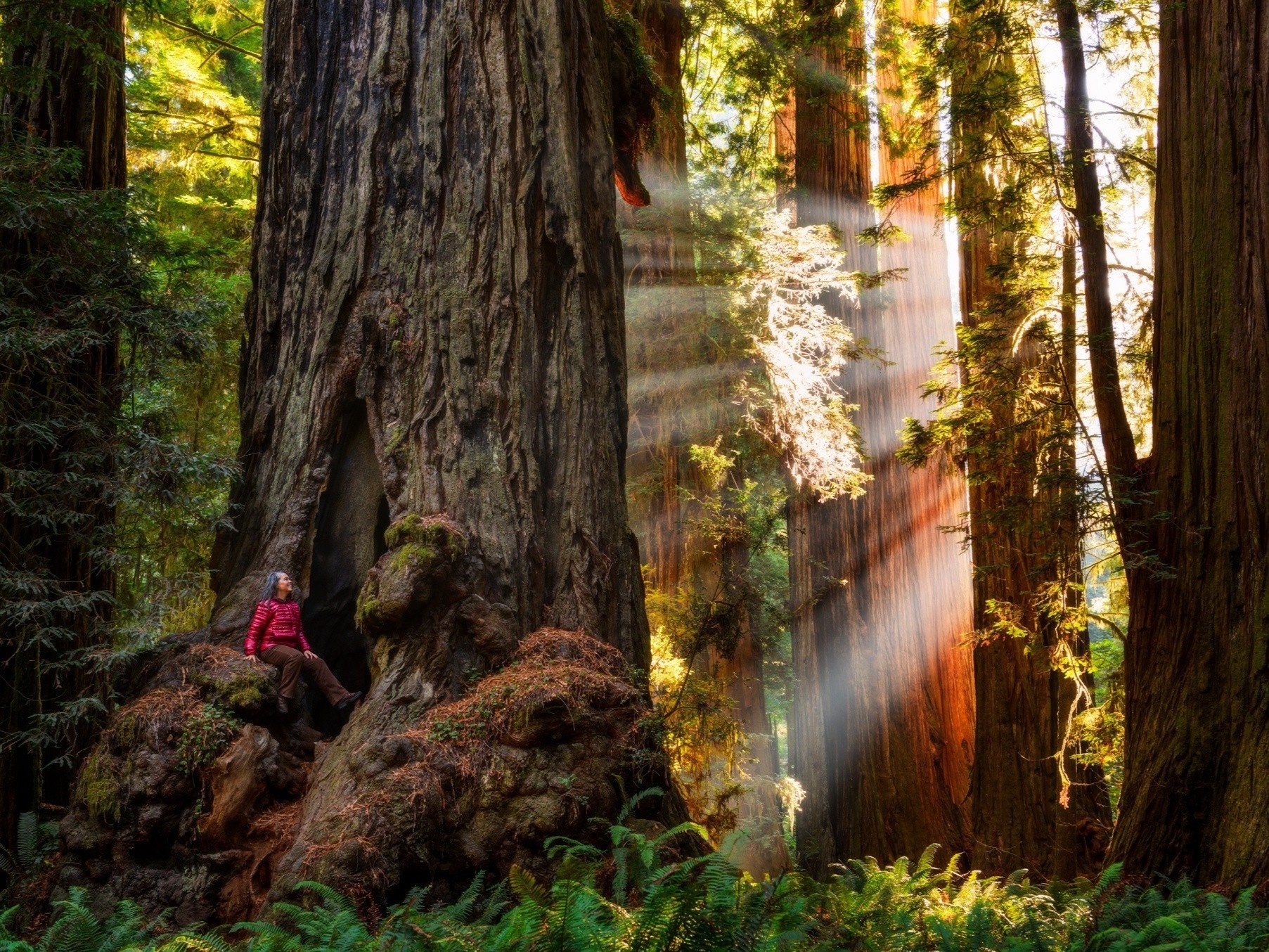 3 vuon quoc gia My so huu rung cay go do cao nhat the gioi hinh anh