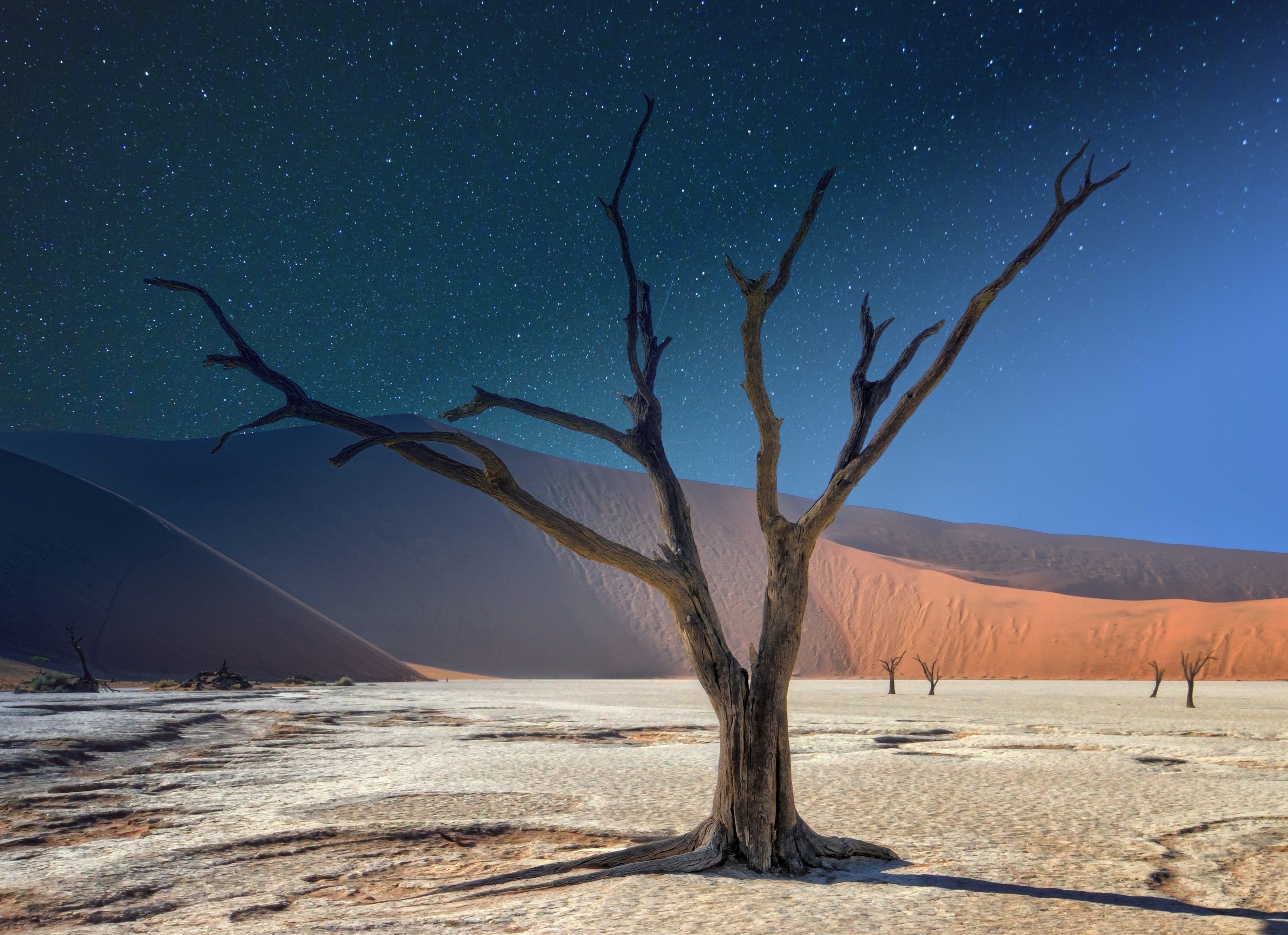 Rung cay hoa den ton tai 900 nam trong long thung lung chet hinh anh