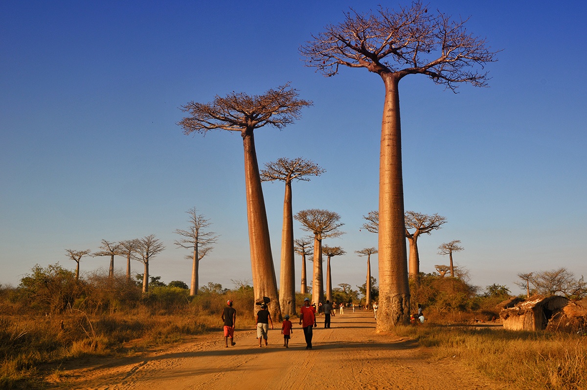 cay baobab o Madagasca anh 3