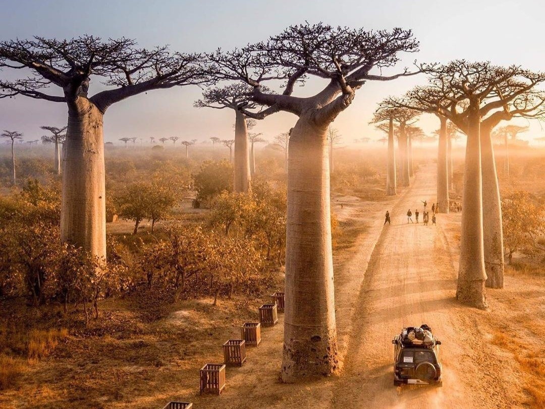 Dai lo cay baobab noi tieng nam o quoc gia nao? hinh anh