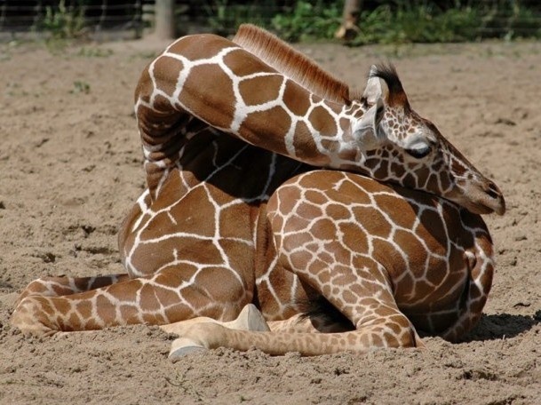 Huou cao co va cac loai dong vat kho so vi giac ngu hinh anh