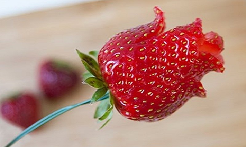 Tao hinh hoa qua dep mat, khong mat nhieu thoi gian hinh anh