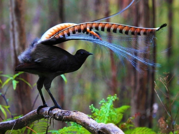 Loai chim co kha nang nhai theo hau het am thanh hinh anh