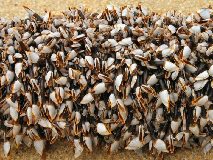 Ha ngong - dac san dat do duoc gioi thuong luu yeu thich hinh anh