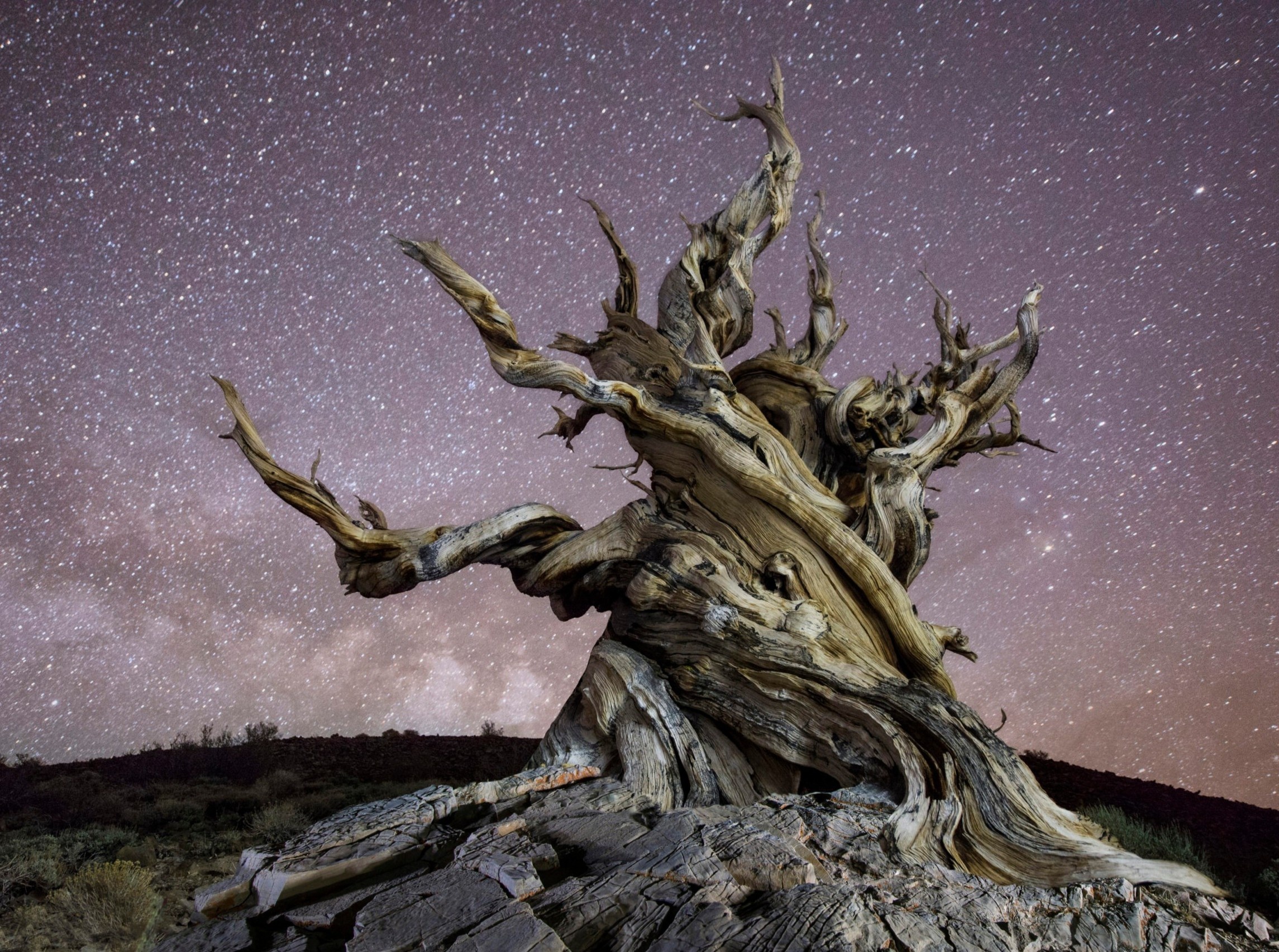 Cay co thu lau doi nhat the gioi, nhieu tuoi hon kim tu thap Ai Cap hinh anh