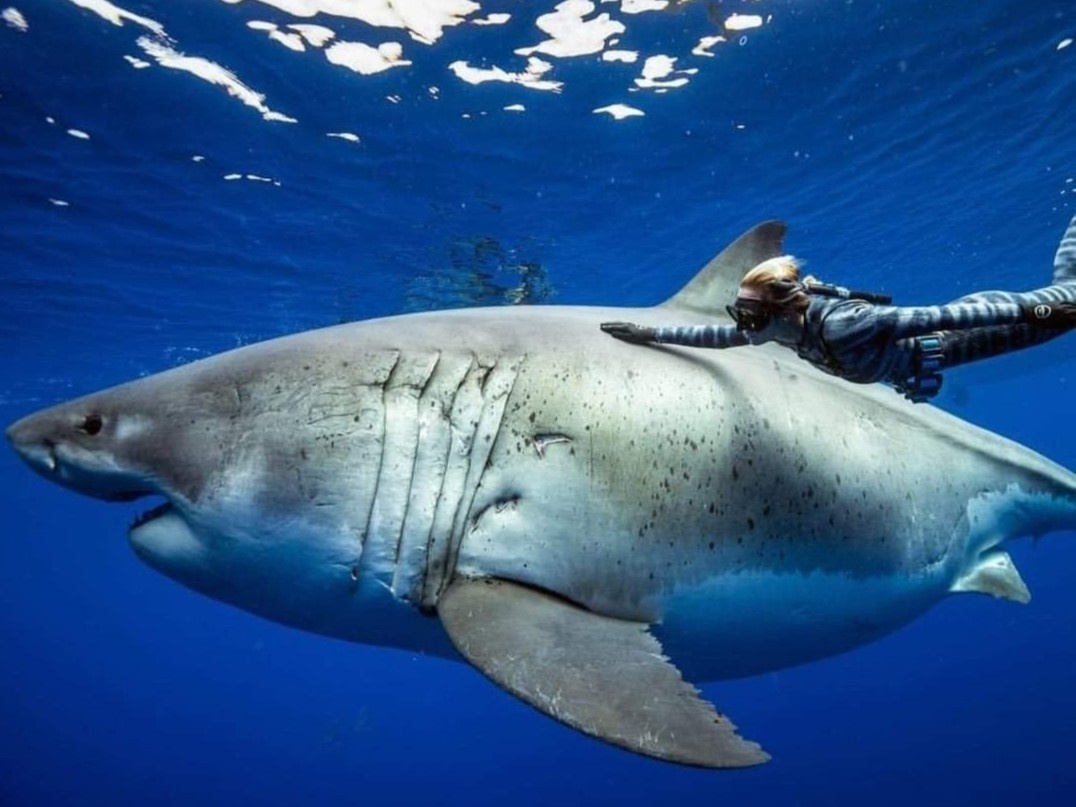 Ca map trang 50 tuoi, nang 2,5 tan lon nhat the gioi hinh anh