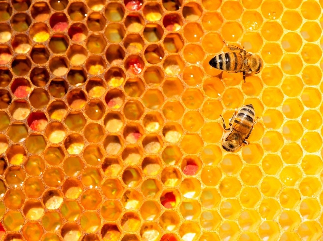 Lo luc giac trong to ong duoc tao ra the nao? hinh anh