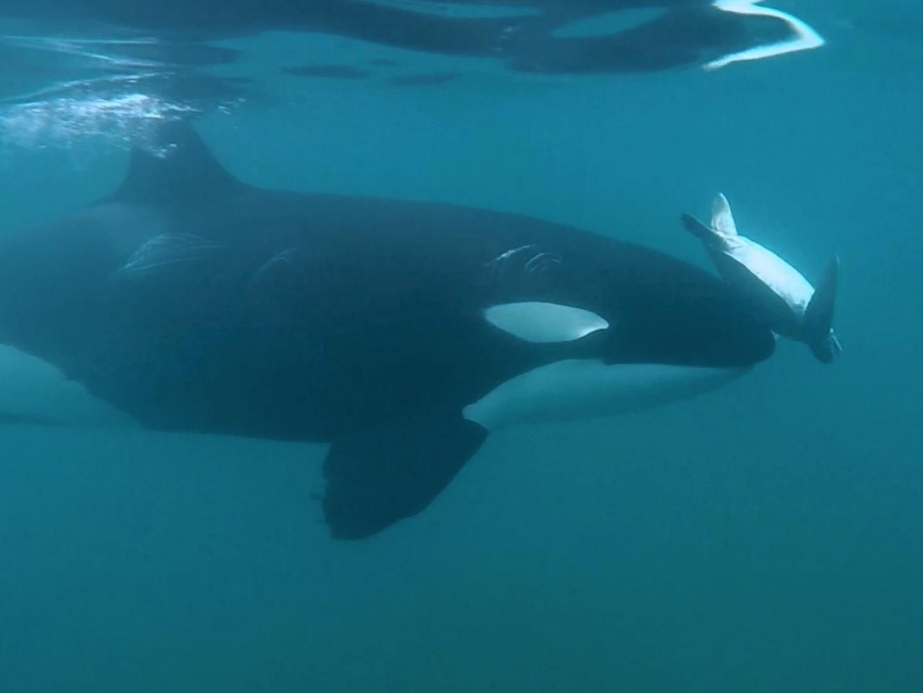 Ca voi sat thu choi dua, dung mieng xoay vong rua bien hinh anh