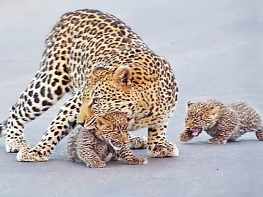 Bao hoa mai me can trong dan con non bang qua duong hinh anh