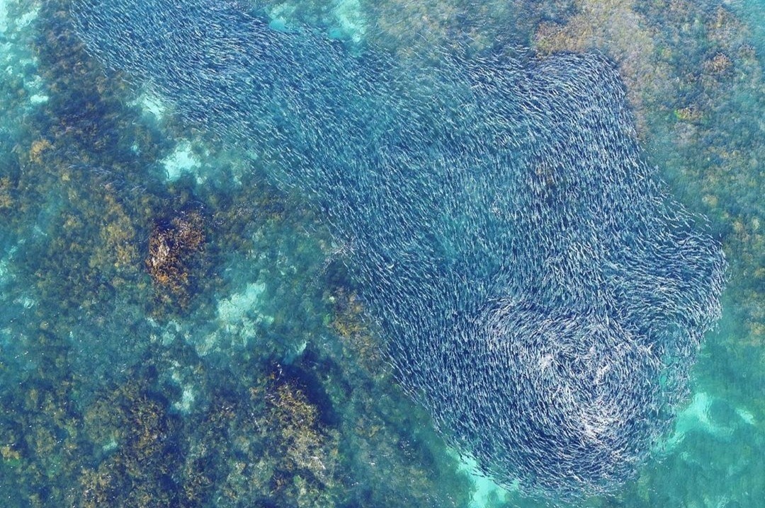 Cuoc di cu ngoan muc cua dan ca hoi Australia hinh anh