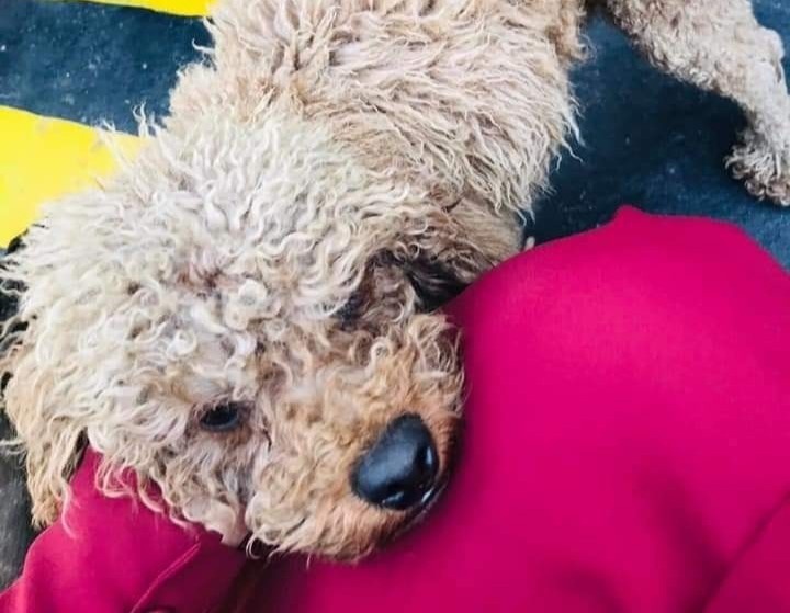 Dan mang len an quan ca phe Da Lat nguoc dai cho meo hinh anh