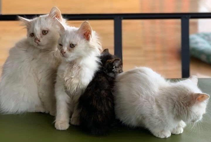 ca phe nguoc dai cho meo anh 3