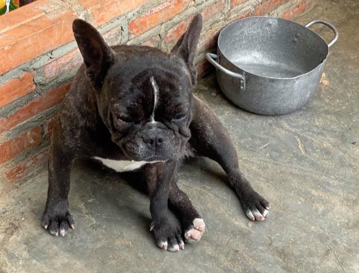 ca phe nguoc dai cho meo anh 2