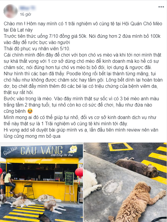 ca phe nguoc dai cho meo anh 1