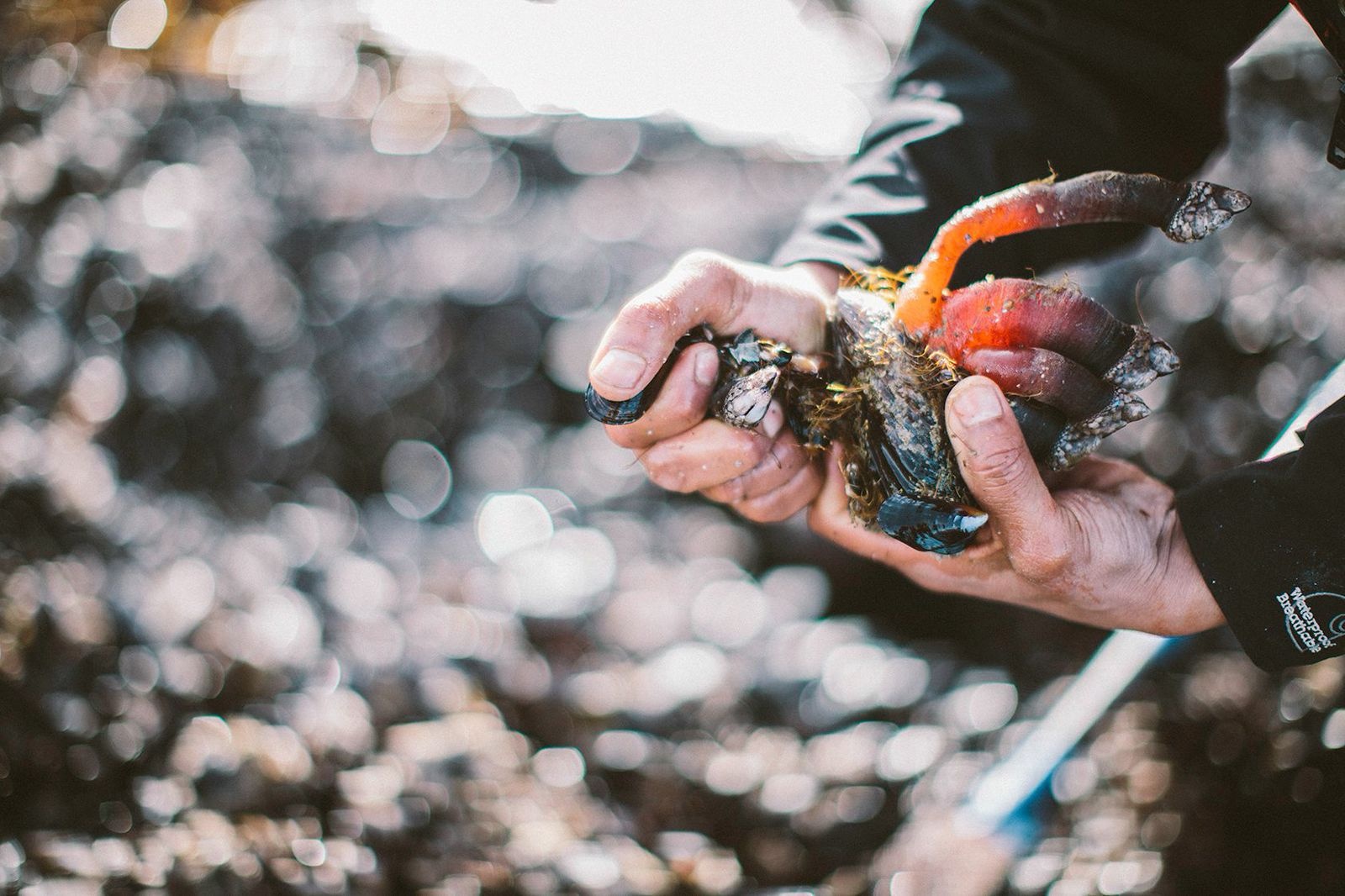 dac san ha ngong anh 2