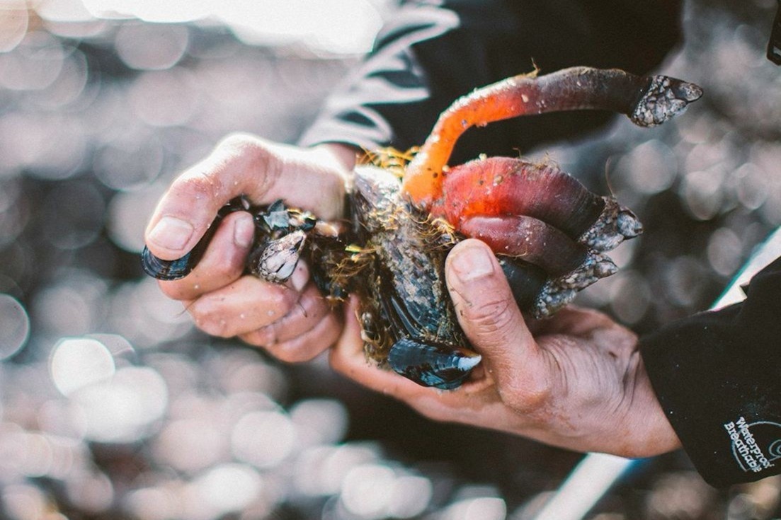 Dac san ngon tay quy dat do, vi ngon hon tom hum hinh anh